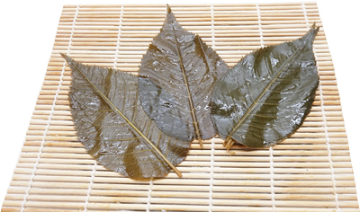 桜葉(50枚)